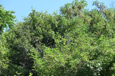 Mavi gökyüzü arka plan üzerinde yeşil ağaçlar