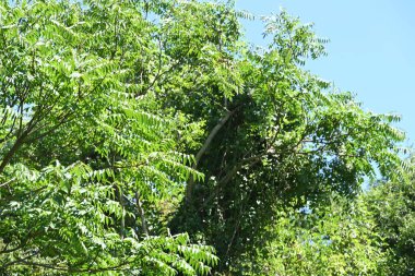 Mavi gökyüzü arka plan üzerinde yeşil ağaçlar