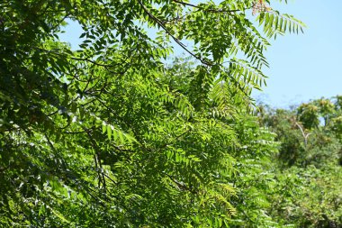 Mavi gökyüzü arka plan üzerinde yeşil ağaçlar