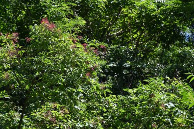 Yaz parkında yeşil ağaçlar 