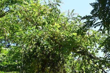 Mavi gökyüzü arka plan üzerinde yeşil ağaçlar