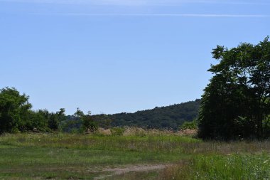 Mavi gökyüzü arka plan üzerinde yeşil ağaçlar