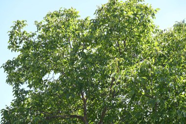 Mavi gökyüzü arka plan üzerinde yeşil ağaçlar