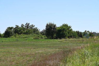 Mavi gökyüzü arka plan üzerinde yeşil ağaçlar