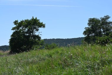 Mavi gökyüzü arka plan üzerinde yeşil ağaçlar
