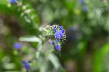 Bahçede büyüyen harika mor çiçekler