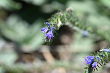 Bahçede büyüyen harika mor çiçekler