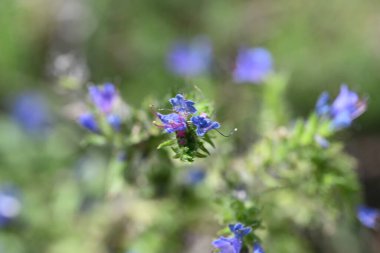 Bahçede büyüyen harika mor çiçekler