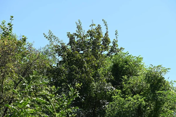 Зеленые Деревья Голубом Фоне Неба — стоковое фото