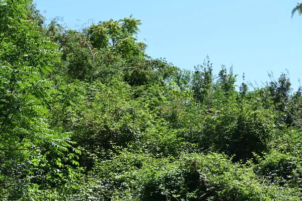 Zielone Drzewa Tle Błękitnego Nieba — Zdjęcie stockowe