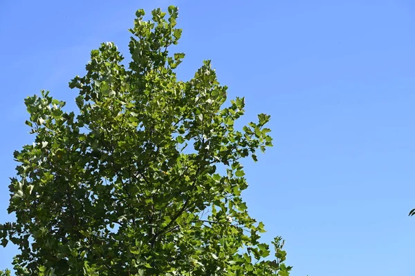 青い空を背景に緑の木々 — ストック写真