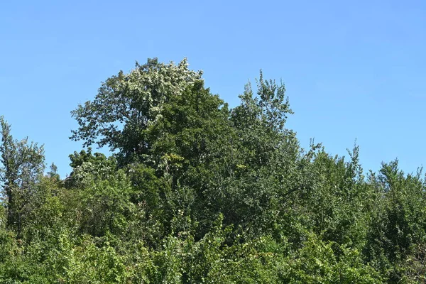 Árvores Verdes Fundo Azul Céu — Fotografia de Stock