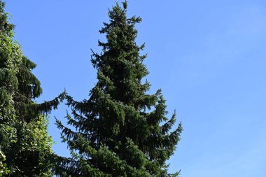 Mavi gökyüzü arka plan üzerinde yeşil ağaçlar