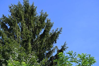 Mavi gökyüzü arka plan üzerinde yeşil ağaçlar