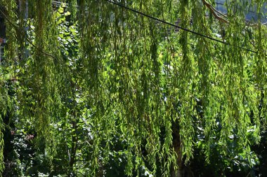 Yaz parkında yeşil ağaçlar 