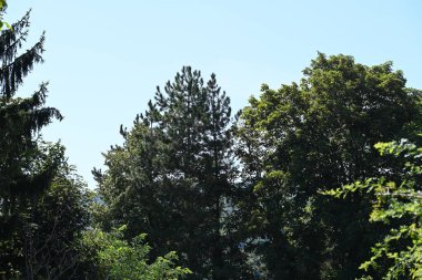 Mavi gökyüzü arka plan üzerinde yeşil ağaçlar