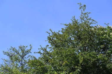 Mavi gökyüzü arka plan üzerinde yeşil ağaçlar