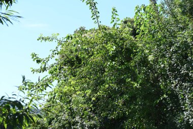Mavi gökyüzü arka plan üzerinde yeşil ağaçlar