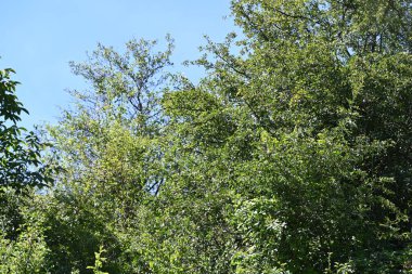 Mavi gökyüzü arka plan üzerinde yeşil ağaçlar