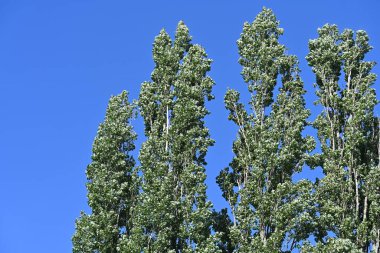 Mavi gökyüzü arka plan üzerinde yeşil ağaçlar