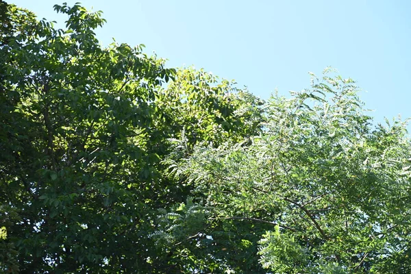 蓝蓝的天空背景上的绿树 — 图库照片