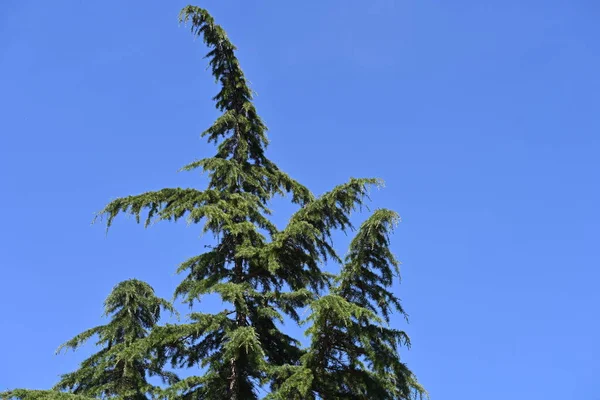 Зелені Дерева Фоні Блакитного Неба — стокове фото