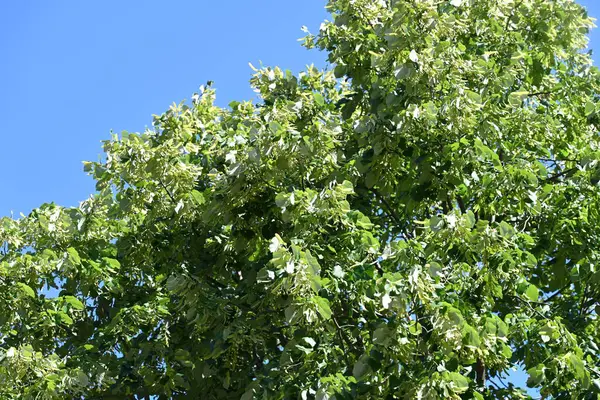 Green Trees Blue Sky Background — Stock Photo, Image