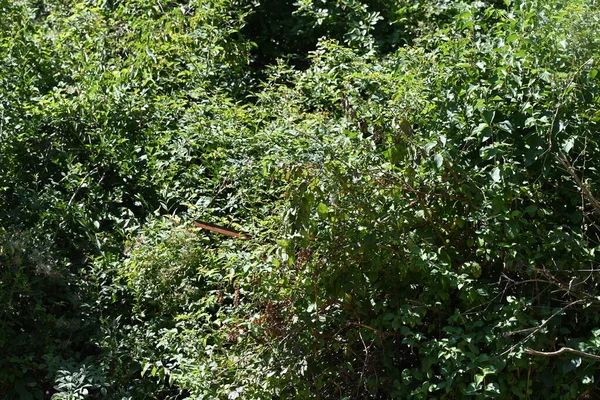 Зеленые Деревья Летнем Парке — стоковое фото