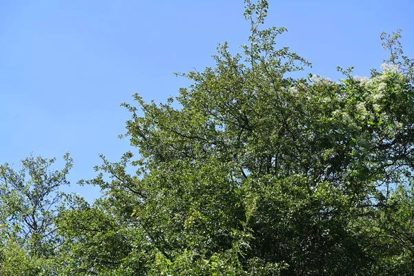 Grüne Bäume Auf Blauem Himmel Hintergrund — Stockfoto