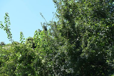 Mavi gökyüzü arka plan üzerinde yeşil ağaçlar