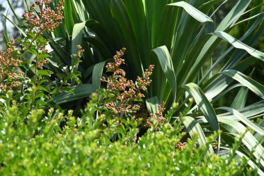 Ormanda pantalonun yeşil yaprakları