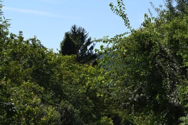 Mavi gökyüzü arka plan üzerinde yeşil ağaçlar