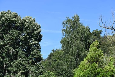 Mavi gökyüzü arka plan üzerinde yeşil ağaçlar