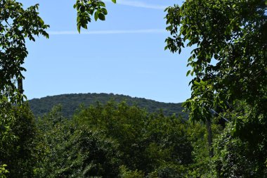 Mavi gökyüzü arka plan üzerinde yeşil ağaçlar