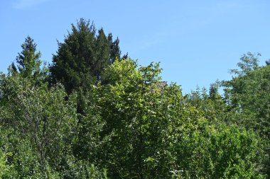 Mavi gökyüzü arka plan üzerinde yeşil ağaçlar