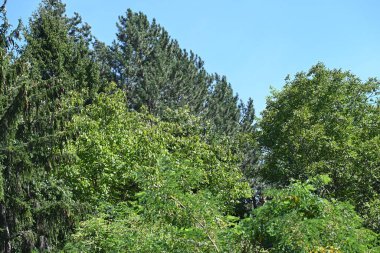 Mavi gökyüzü arka plan üzerinde yeşil ağaçlar