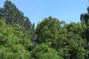 Mavi gökyüzü arka plan üzerinde yeşil ağaçlar