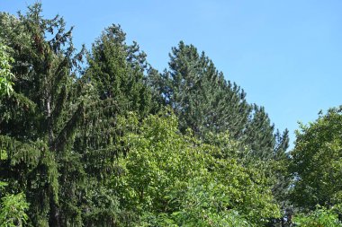 Mavi gökyüzü arka plan üzerinde yeşil ağaçlar