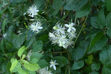 Bahçede büyüyen beyaz çiçekler