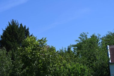 Mavi gökyüzü arka plan üzerinde yeşil ağaçlar