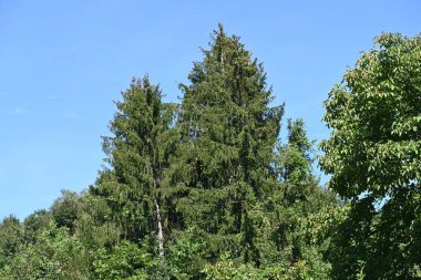 Mavi gökyüzü arka plan üzerinde yeşil ağaçlar