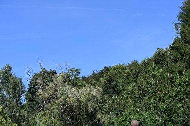 Mavi gökyüzü arka plan üzerinde yeşil ağaçlar