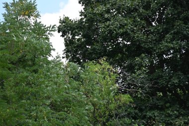 Mavi gökyüzü arka plan üzerinde yeşil ağaçlar