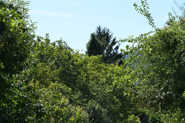 Gröna Träd Blå Himmel Bakgrund — Stockfoto