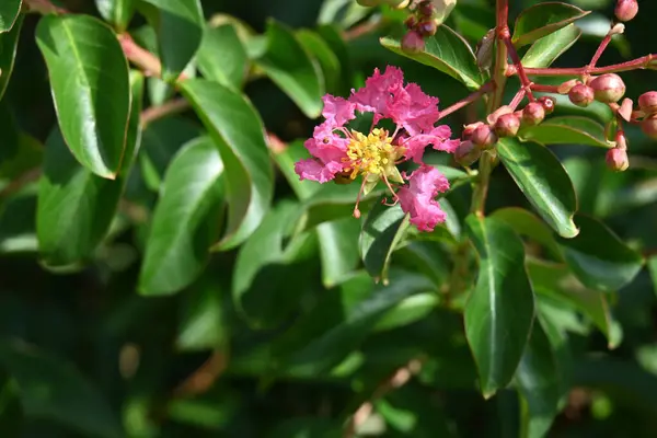 Fantastiska Rosa Blommor Som Växer Trädgården — Stockfoto