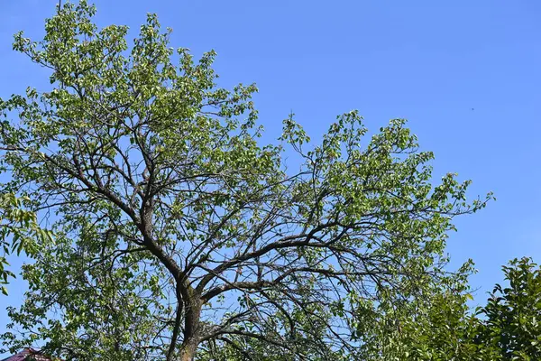 Зеленые Деревья Голубом Фоне Неба — стоковое фото