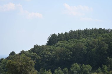 Mavi gökyüzü arka plan üzerinde yeşil ağaçlar