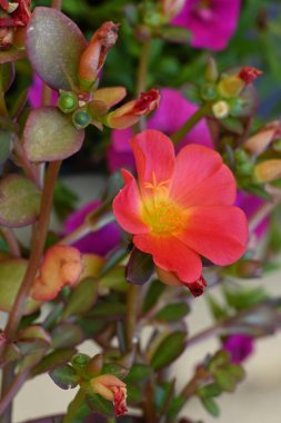 Bahçedeki güzel parlak çiçekler