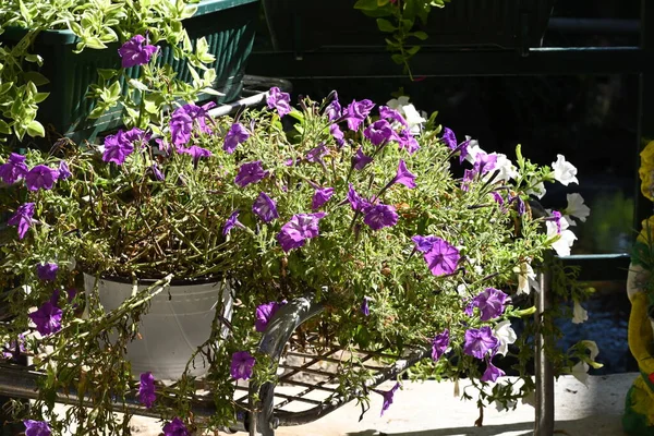 Niesamowite Fioletowe Kwiaty Rosnące Ogrodzie — Zdjęcie stockowe