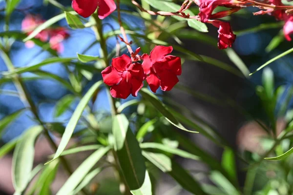 Удивительные Красные Цветы Растущие Саду — стоковое фото